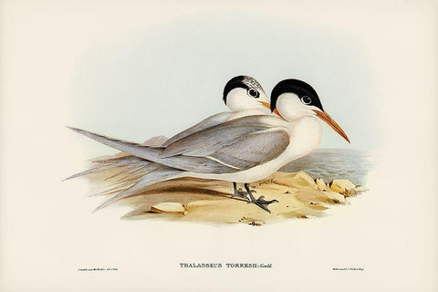 Torres Tern-Thalasseus Torresii White Modern Wood Framed Art Print with Double Matting by Gould, John