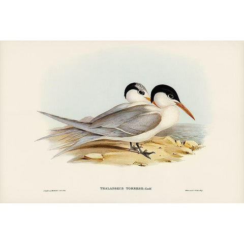 Torres Tern-Thalasseus Torresii White Modern Wood Framed Art Print by Gould, John