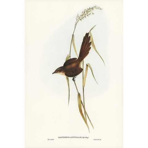 Bristle Bird-Dasyornis Australis Black Modern Wood Framed Art Print with Double Matting by Gould, John