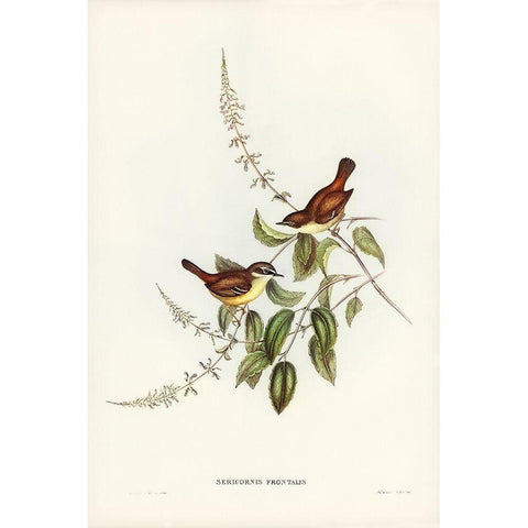 White-fronted Sericornis-Sericornis frontalis Black Modern Wood Framed Art Print with Double Matting by Gould, John