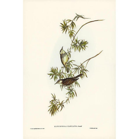 Fasciated Honey-eater-Glyciphila fasciata White Modern Wood Framed Art Print by Gould, John