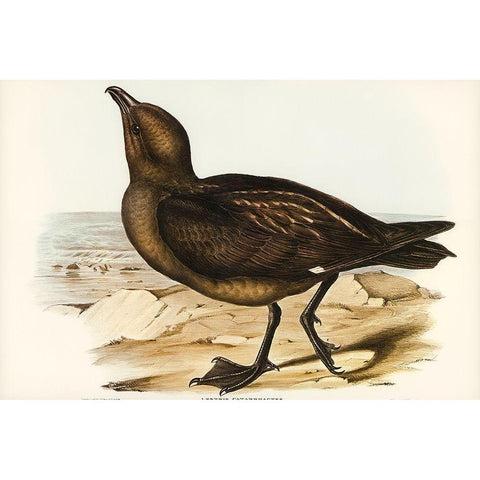 Skua Gull-Lestris Catarractes White Modern Wood Framed Art Print by Gould, John