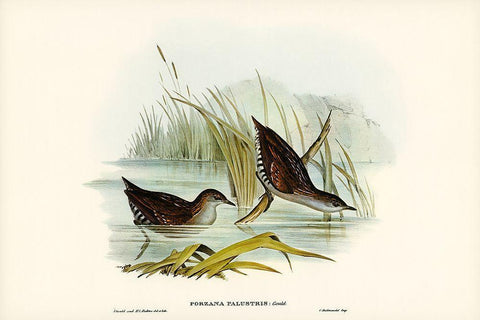 Water Crake-Porzana palustris Black Ornate Wood Framed Art Print with Double Matting by Gould, John