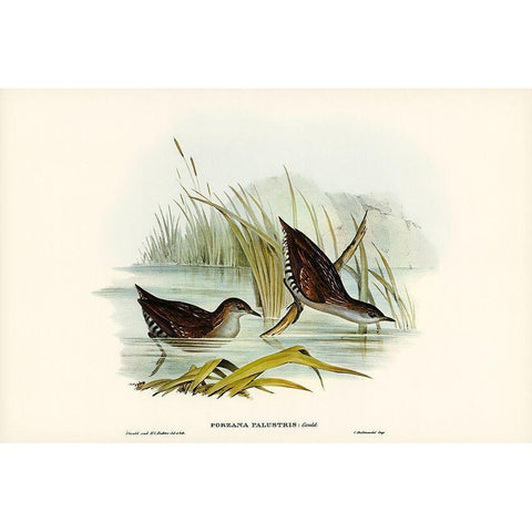 Water Crake-Porzana palustris White Modern Wood Framed Art Print by Gould, John