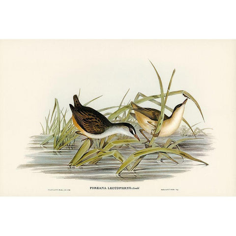 White-eyebrowed Water Crake-Porzana leucophrys Gold Ornate Wood Framed Art Print with Double Matting by Gould, John