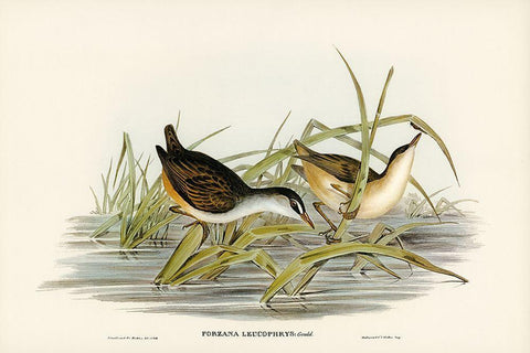 White-eyebrowed Water Crake-Porzana leucophrys Black Ornate Wood Framed Art Print with Double Matting by Gould, John