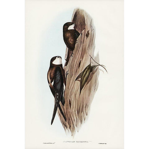 Australian Spine-tailed Swallow-Acanthylis caudacuta White Modern Wood Framed Art Print by Gould, John