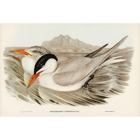 Powerful Tern-Sylochelidon strenuus White Modern Wood Framed Art Print by Gould, John