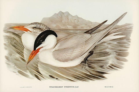 Powerful Tern-Sylochelidon strenuus Black Ornate Wood Framed Art Print with Double Matting by Gould, John