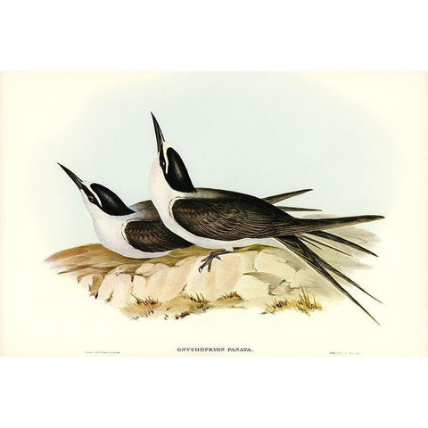 Panayan Tern-Onychoprion Panaya Black Modern Wood Framed Art Print with Double Matting by Gould, John