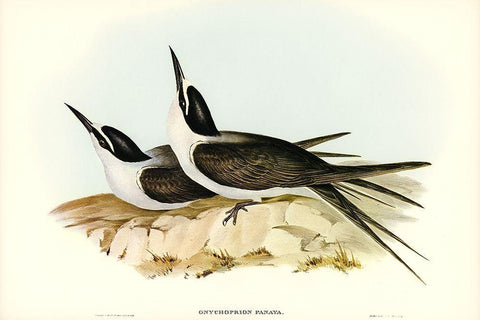 Panayan Tern-Onychoprion Panaya Black Ornate Wood Framed Art Print with Double Matting by Gould, John