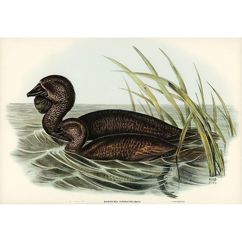 Musk Duck-Biziura lobata Gold Ornate Wood Framed Art Print with Double Matting by Gould, John