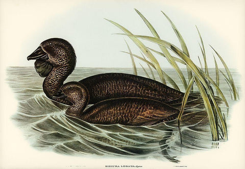 Musk Duck-Biziura lobata Black Ornate Wood Framed Art Print with Double Matting by Gould, John