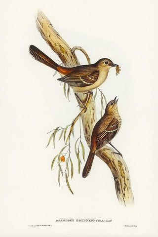 Scrub Robin-Drymodes brunneopygia White Modern Wood Framed Art Print with Double Matting by Gould, John