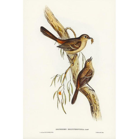 Scrub Robin-Drymodes brunneopygia White Modern Wood Framed Art Print by Gould, John