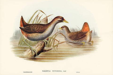 Rufous-vented Gallinule-Gallinula ruficrissa Black Ornate Wood Framed Art Print with Double Matting by Gould, John