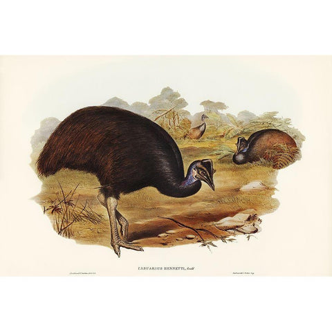 Bennetts Cassowary-Casuarius Bennetti Black Modern Wood Framed Art Print with Double Matting by Gould, John