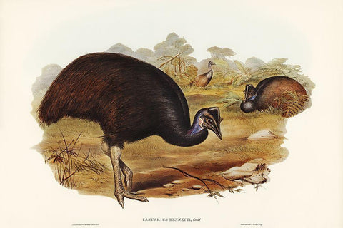 Bennetts Cassowary-Casuarius Bennetti White Modern Wood Framed Art Print with Double Matting by Gould, John