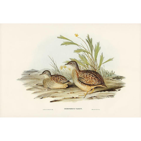 Varied Hemipode-Hemipodius Varius Gold Ornate Wood Framed Art Print with Double Matting by Gould, John