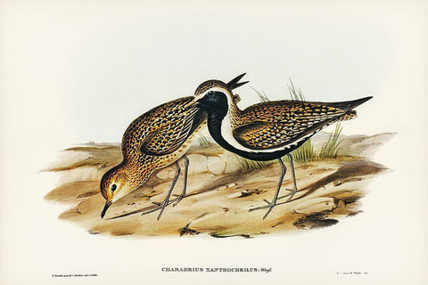 Australian Golden Plover-Charadrius xanthocheilus White Modern Wood Framed Art Print with Double Matting by Gould, John