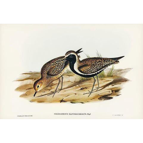 Australian Golden Plover-Charadrius xanthocheilus Black Modern Wood Framed Art Print with Double Matting by Gould, John