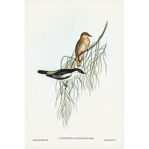 White-shouldered cuckooshrike-Campephaga humeralis Black Modern Wood Framed Art Print with Double Matting by Gould, John