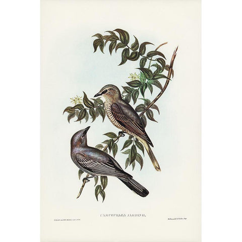 Jardineâ€™s cuckooshrike-Campephaga Jardinii Black Modern Wood Framed Art Print with Double Matting by Gould, John