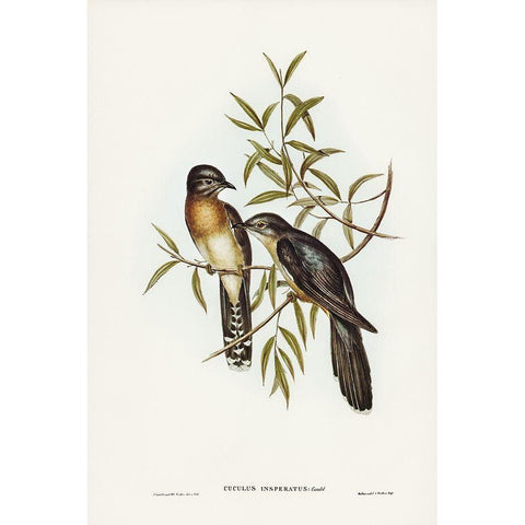 Brush Cuckoo-Cuculus insperatus Black Modern Wood Framed Art Print with Double Matting by Gould, John