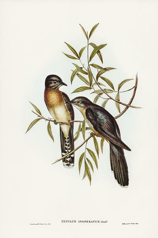 Brush Cuckoo-Cuculus insperatus Black Ornate Wood Framed Art Print with Double Matting by Gould, John