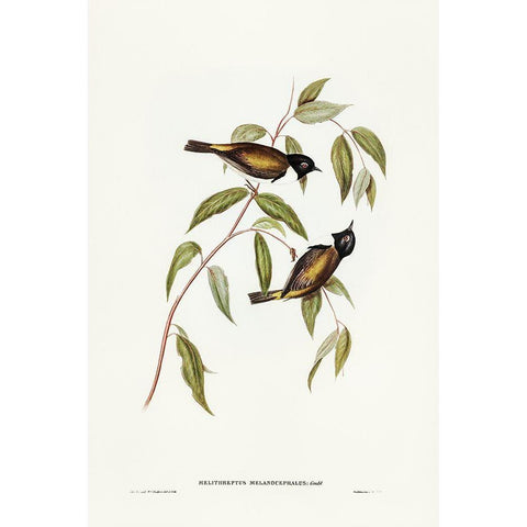 Black-headed Honey-eater-Melthreptus melanocephalus Black Modern Wood Framed Art Print with Double Matting by Gould, John