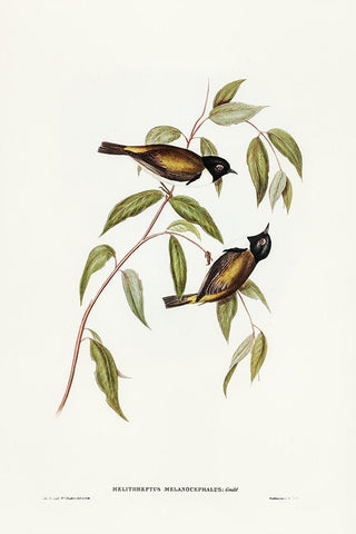 Black-headed Honey-eater-Melthreptus melanocephalus Black Ornate Wood Framed Art Print with Double Matting by Gould, John