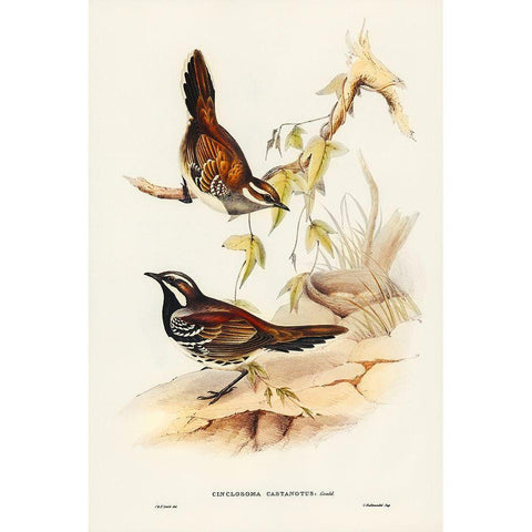 Chestnut-backed Groud Thrush-Cinclosoma castanotus White Modern Wood Framed Art Print by Gould, John