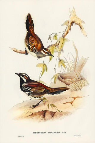 Chestnut-backed Groud Thrush-Cinclosoma castanotus Black Ornate Wood Framed Art Print with Double Matting by Gould, John