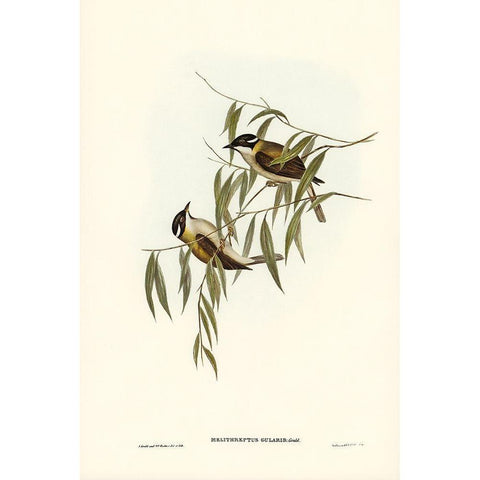 Black-throated Honey-eater-Melithreptus gularis White Modern Wood Framed Art Print by Gould, John