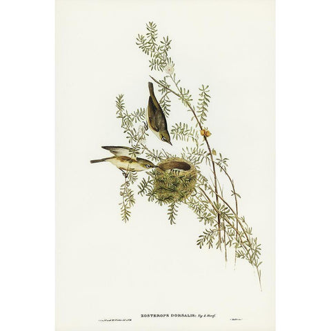 Gray-backed Zosterops-Zosterops dorsalis Gold Ornate Wood Framed Art Print with Double Matting by Gould, John