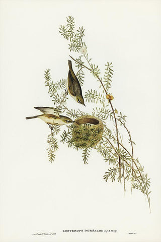 Gray-backed Zosterops-Zosterops dorsalis Black Ornate Wood Framed Art Print with Double Matting by Gould, John