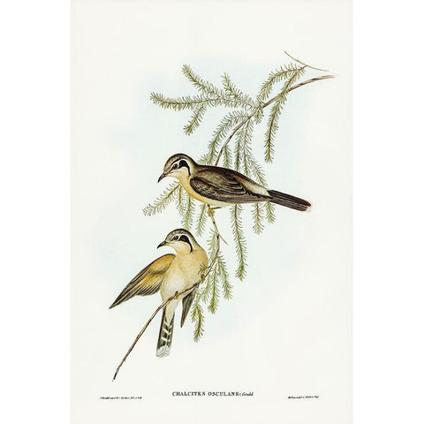 Black-eared Cuckoo-Chalcites osculans Gold Ornate Wood Framed Art Print with Double Matting by Gould, John