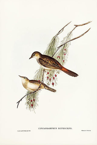 Rufous-tinted Songlark-Cincloramphus rufescens White Modern Wood Framed Art Print with Double Matting by Gould, John