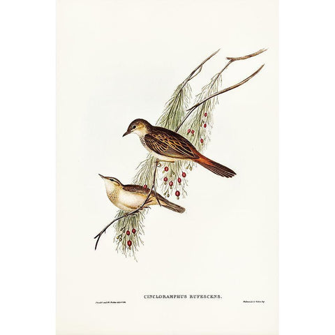 Rufous-tinted Songlark-Cincloramphus rufescens Gold Ornate Wood Framed Art Print with Double Matting by Gould, John