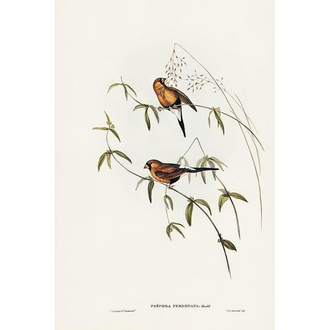 Masked Grass Finch-Poephila personata White Modern Wood Framed Art Print by Gould, John