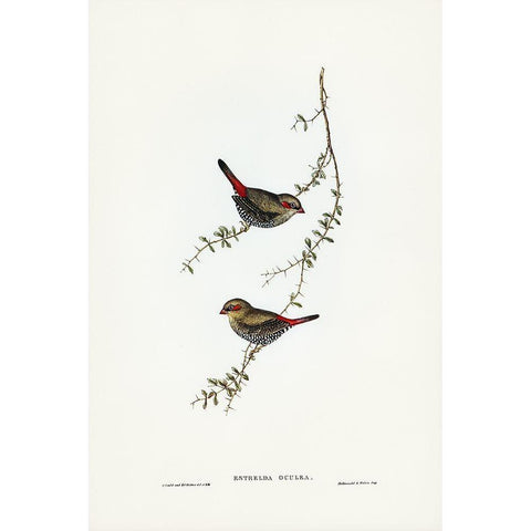 Red-eared Finch-Estrelda oculea Gold Ornate Wood Framed Art Print with Double Matting by Gould, John