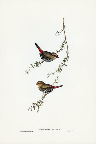 Red-eared Finch-Estrelda oculea White Modern Wood Framed Art Print with Double Matting by Gould, John