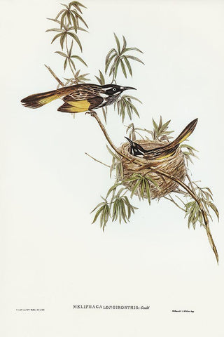 Long-billed Honey-eater-Meliphaga longirostris Black Ornate Wood Framed Art Print with Double Matting by Gould, John