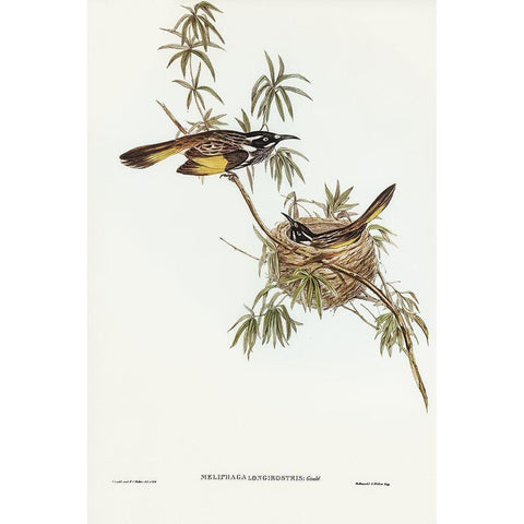 Long-billed Honey-eater-Meliphaga longirostris White Modern Wood Framed Art Print by Gould, John