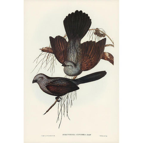 Grey Struthidea-Struthidea cinerea Black Modern Wood Framed Art Print with Double Matting by Gould, John