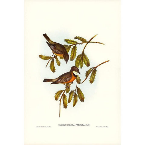 Lunated Pachycephala-Pachycephala falcata White Modern Wood Framed Art Print by Gould, John