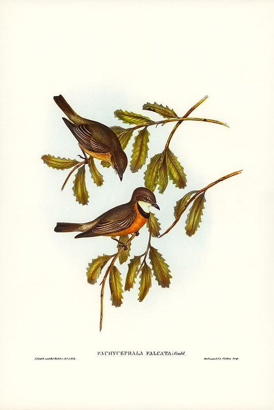 Image Only