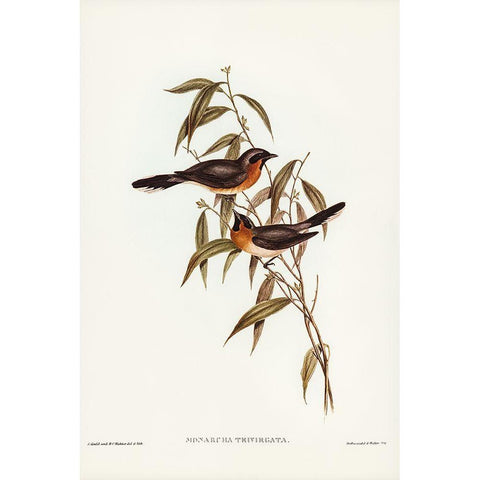 Black-fronted Flycatcher-Monarcha trivirgata Gold Ornate Wood Framed Art Print with Double Matting by Gould, John