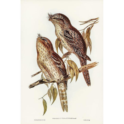 Podargus Phalaenoides and Moth-plumaged Podargus Gold Ornate Wood Framed Art Print with Double Matting by Gould, John