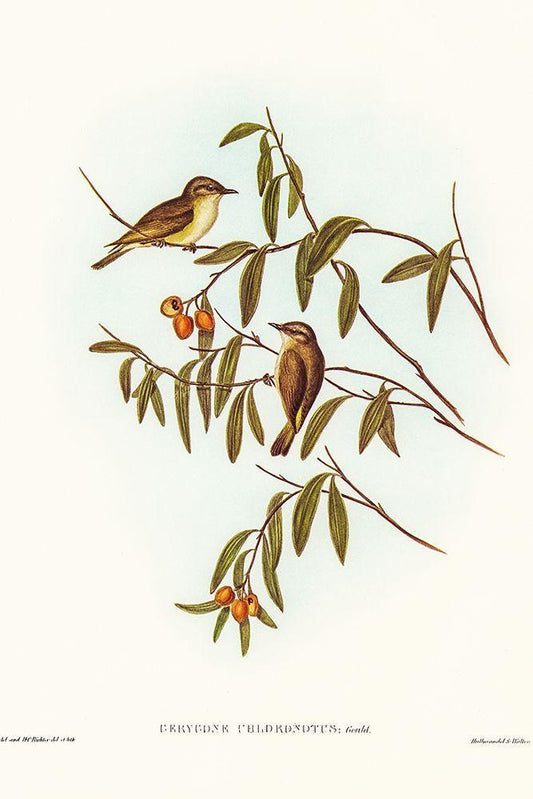 Image Only